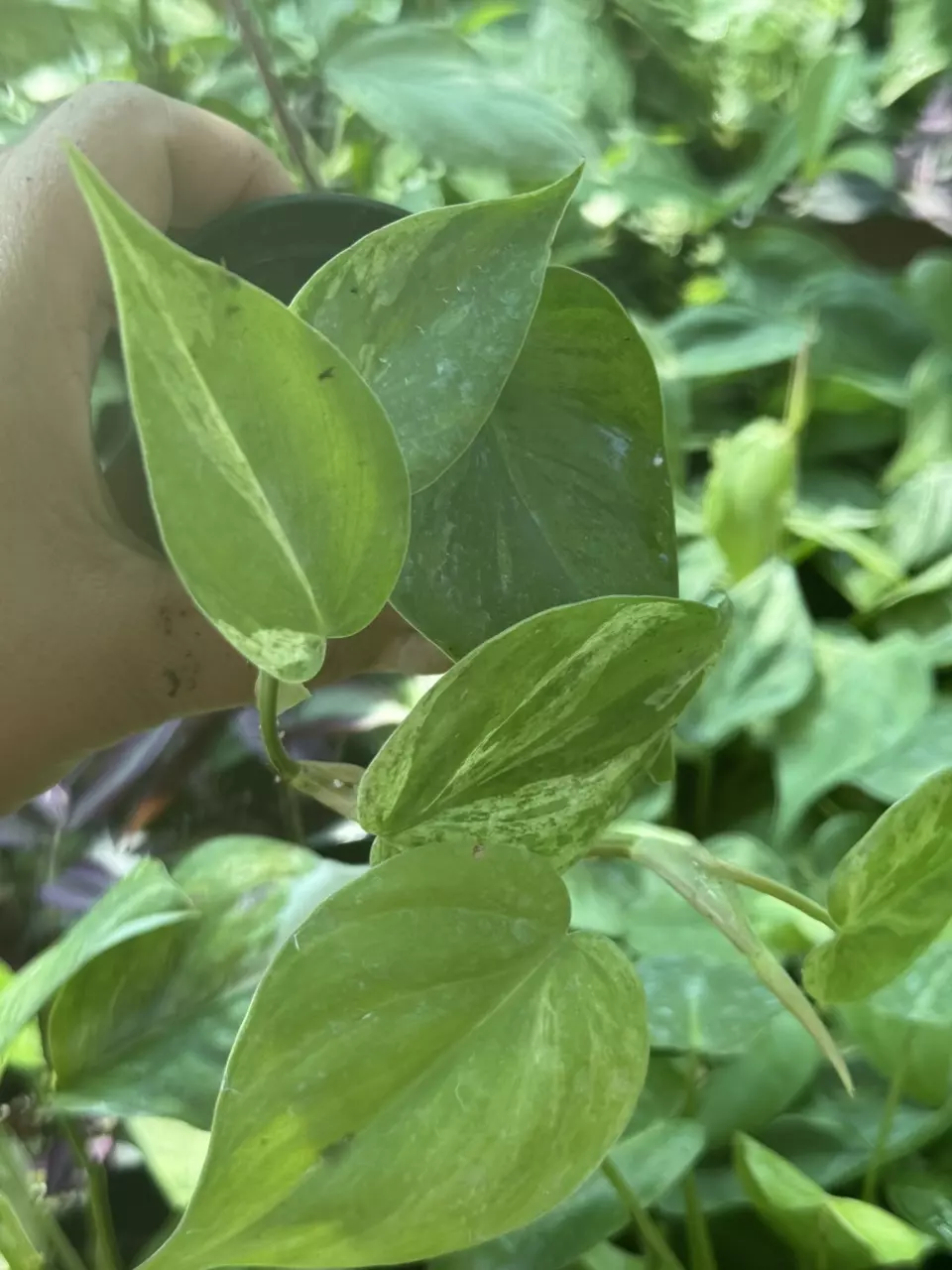 plant/Variegated Heart leaf philodendron-0