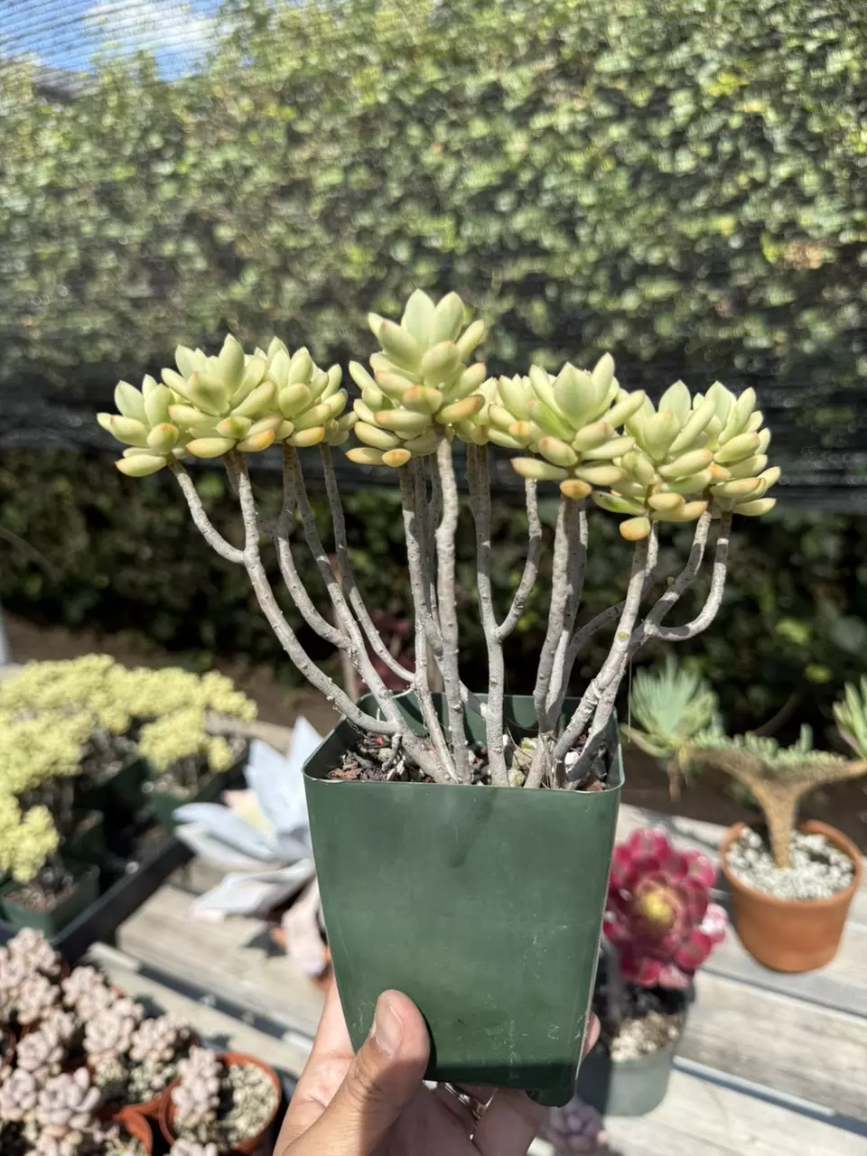 plant/Sedum "Mickey" variegated 3.75" pot-1