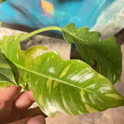 plant/🔥 Philodendron Ring of Fire – Collector Glow-1-thumbnail