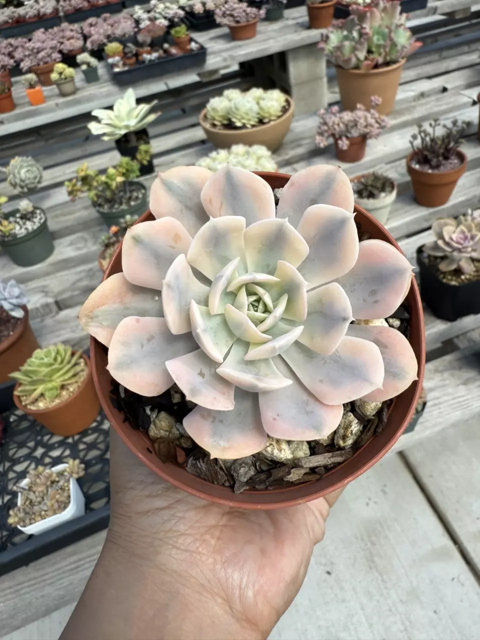 plant/E. Akaihosi variegated 4" pot-0