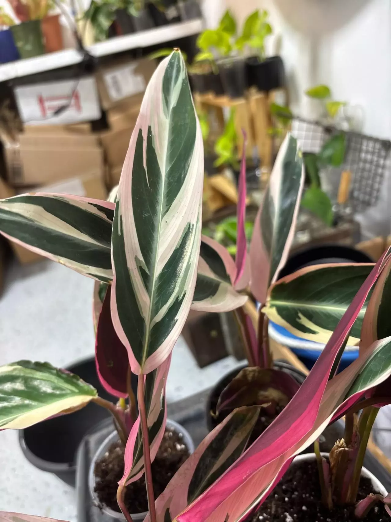 plant/191 stromanthe triostar-0