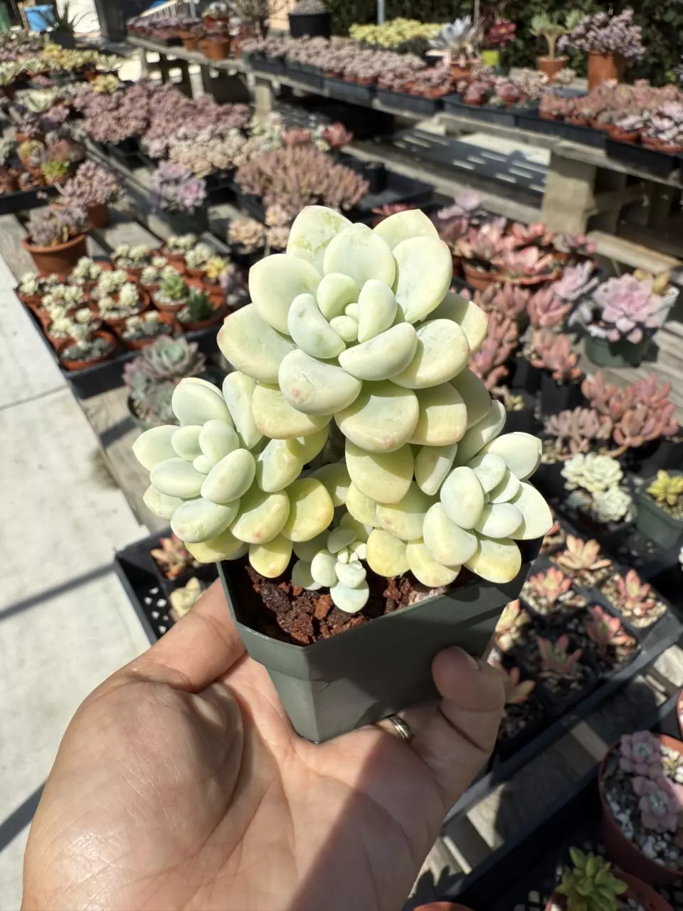 plant/Sedum Clavatum variegated 2.75" pot-0