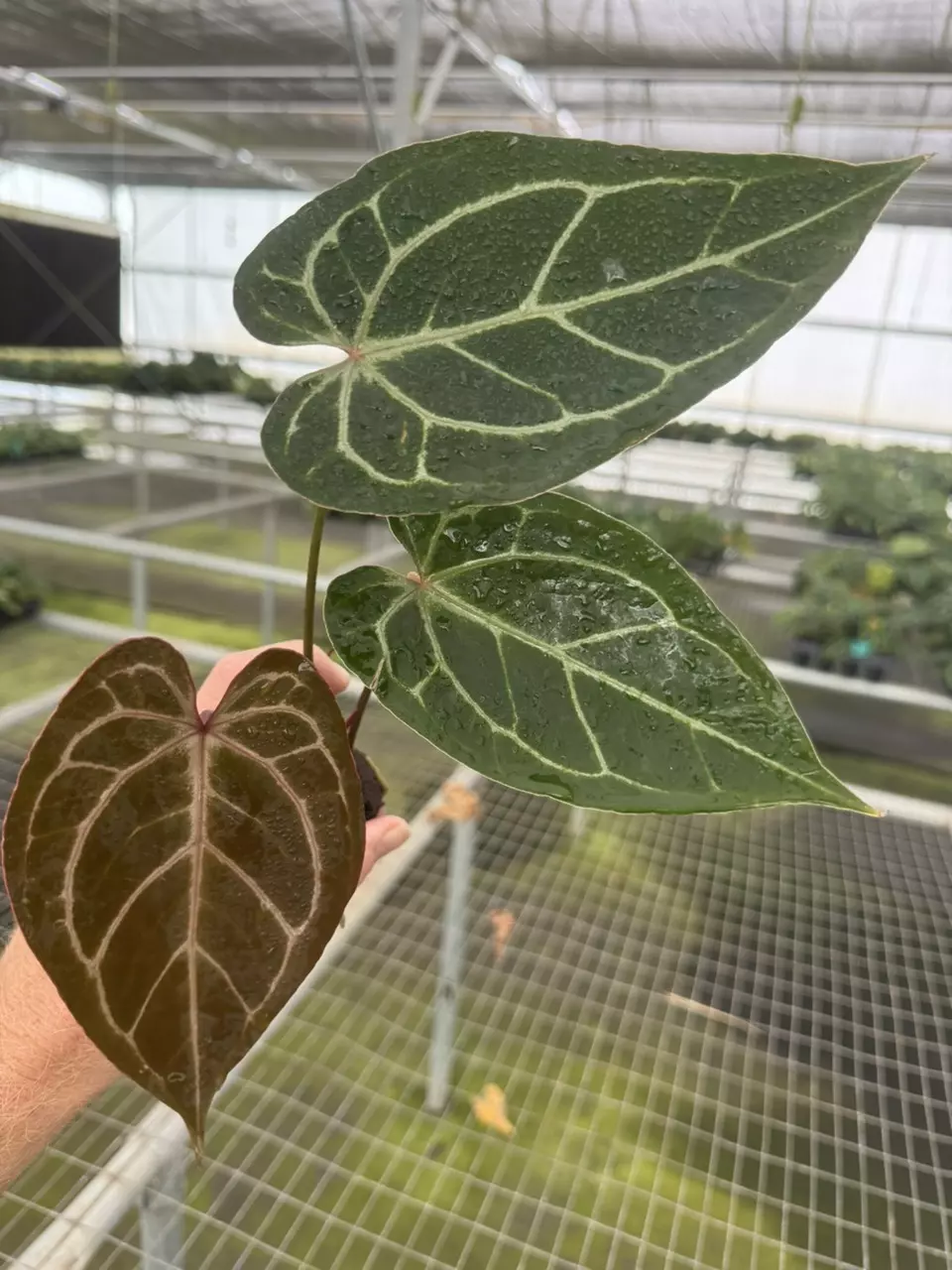 plant/Seed grown anthurium dressleri (indo) x silver mask starter plant growers choic-1