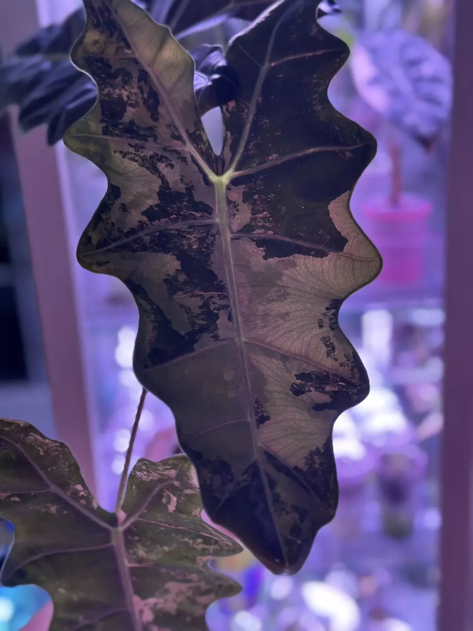 plant/Alocasia Psuedo Pink - CORM #4-0