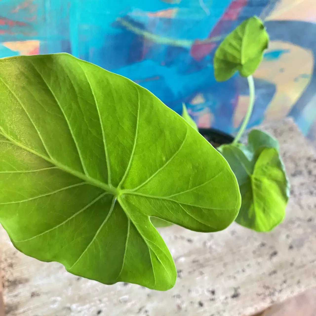 plant/Alocasia Elephant Ear, Wild Florida Grown,-0