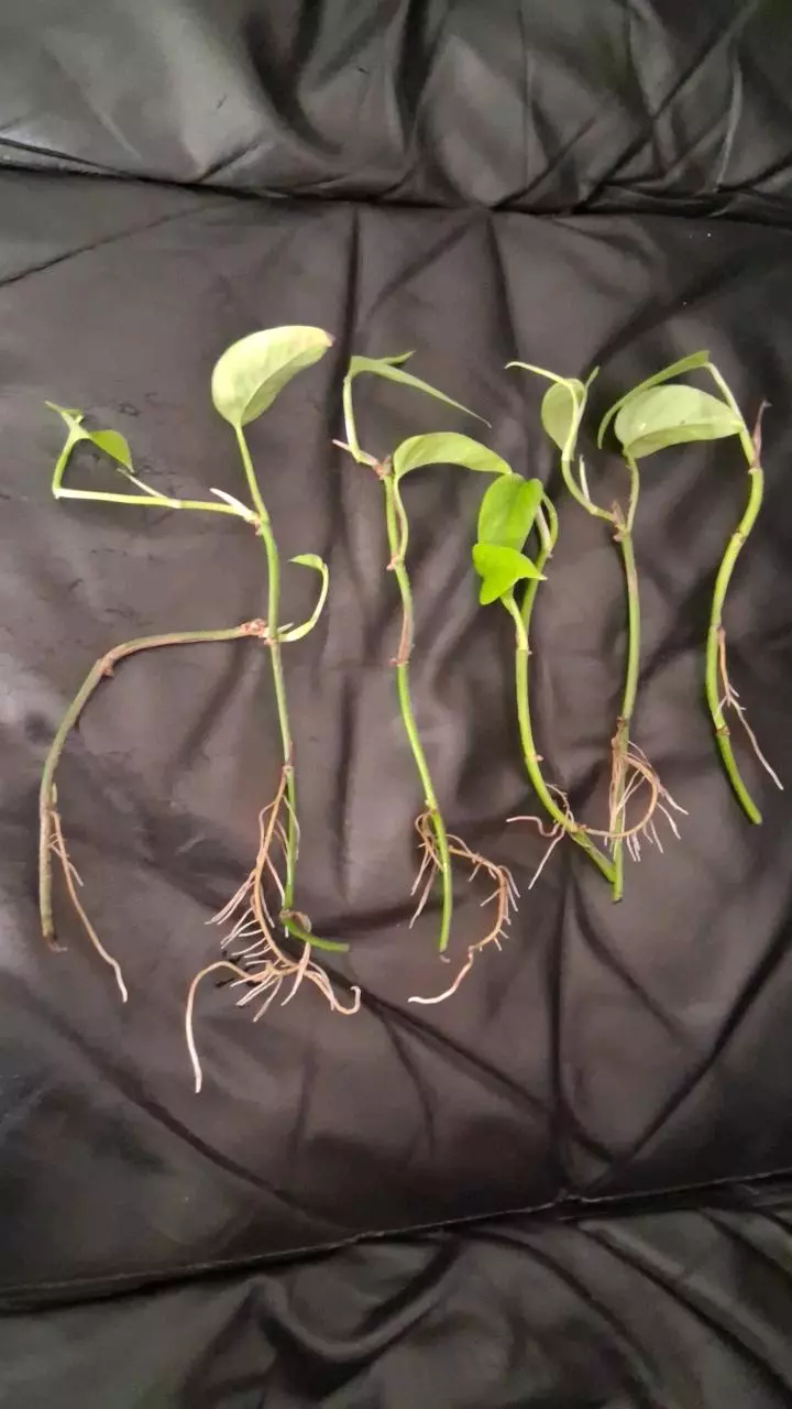 plant/Yellow Flame Pothos rooted cutting-2