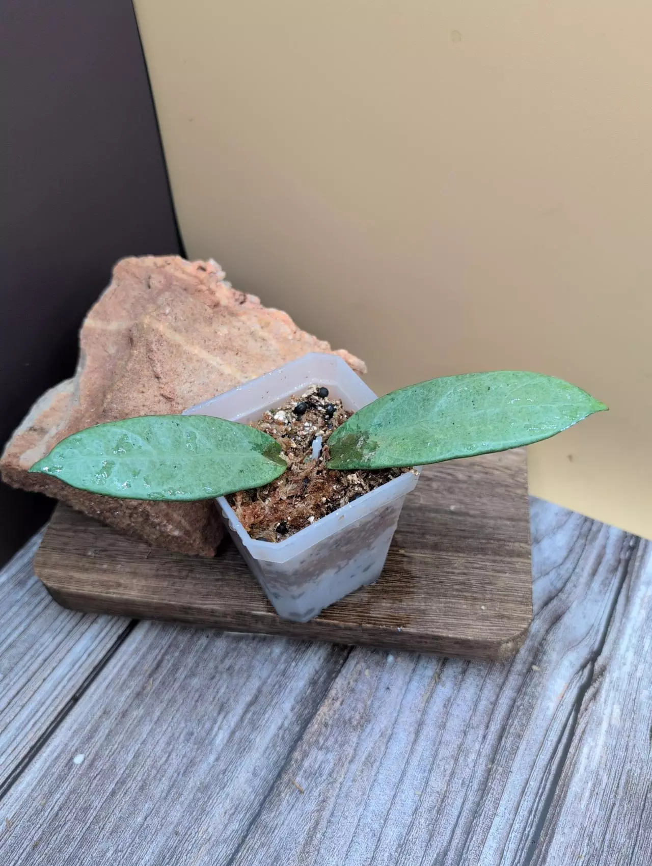 plant/Hoya sp. Lai Chau Silver-0