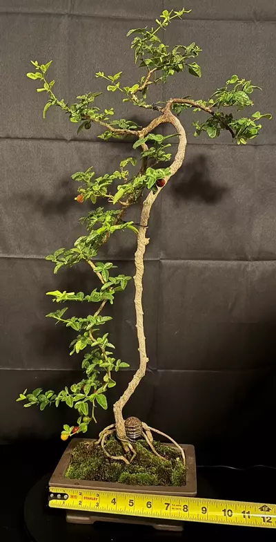 plant/Lime Berry Bonsai very elegant and fruit producing-7-thumbnail