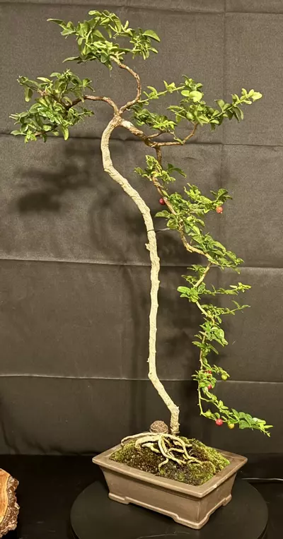 plant/Lime Berry Bonsai very elegant and fruit producing-2-thumbnail