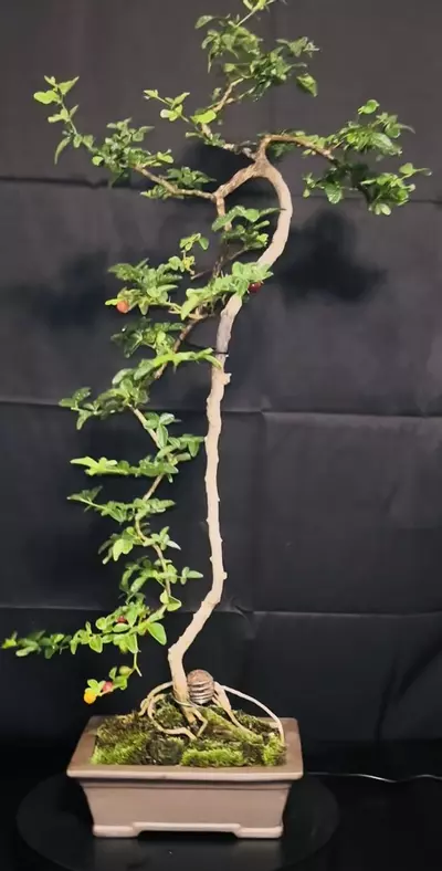 plant/Lime Berry Bonsai very elegant and fruit producing-0-thumbnail