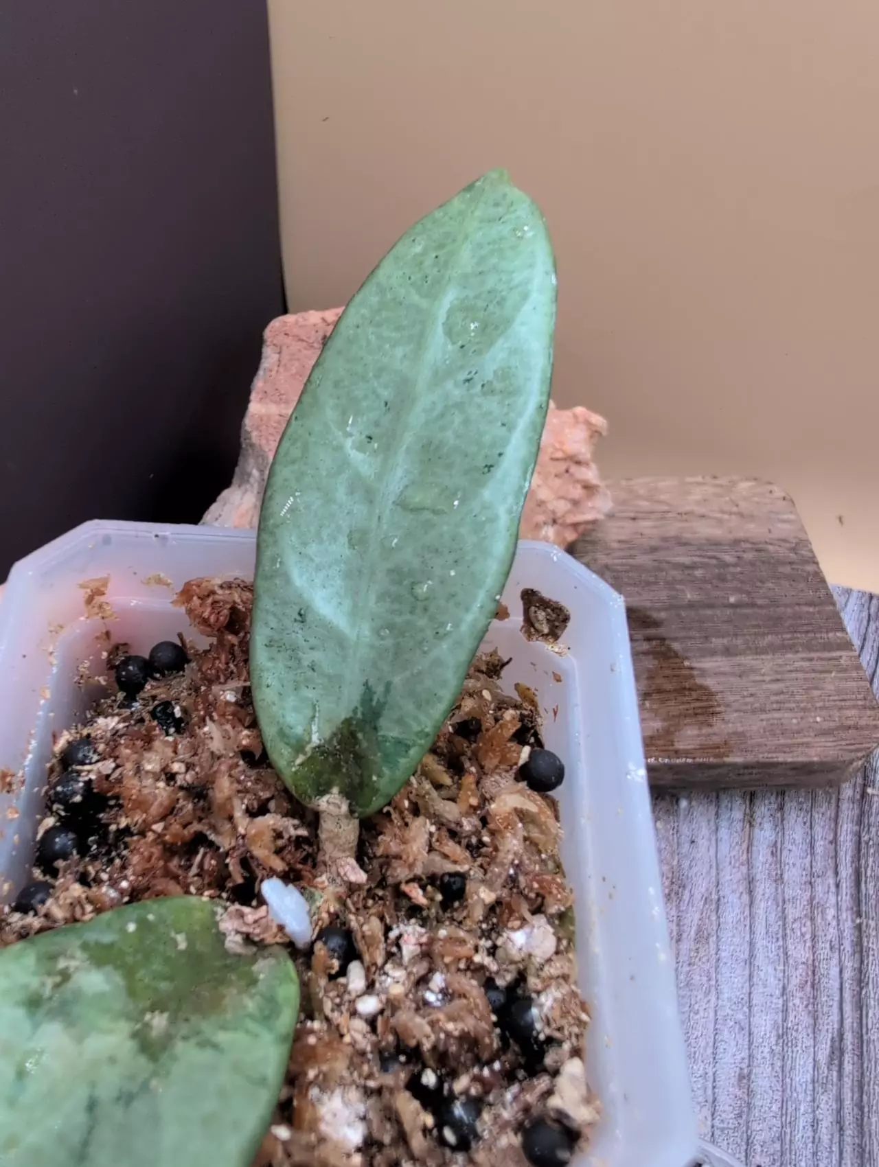 plant/Hoya sp. Lai Chau Silver-1