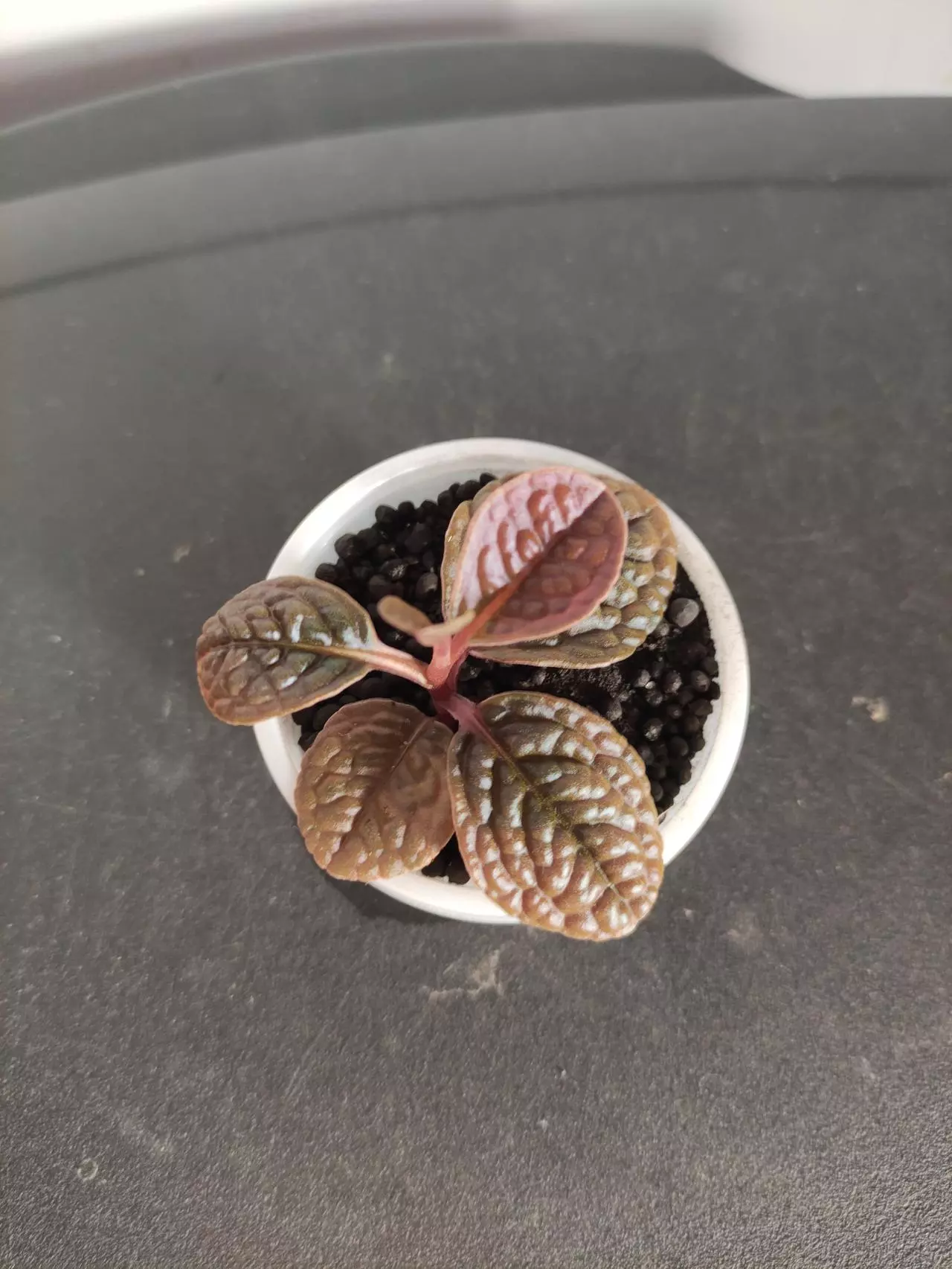 plant/Ardisia sp. aff. Obovatifolia-0