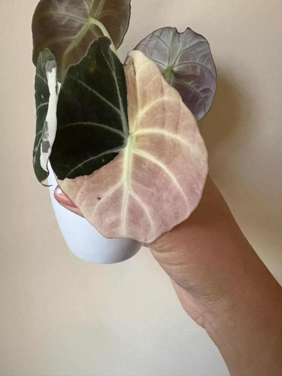 plant/Alocasia Pink Black Velvet Corm-1