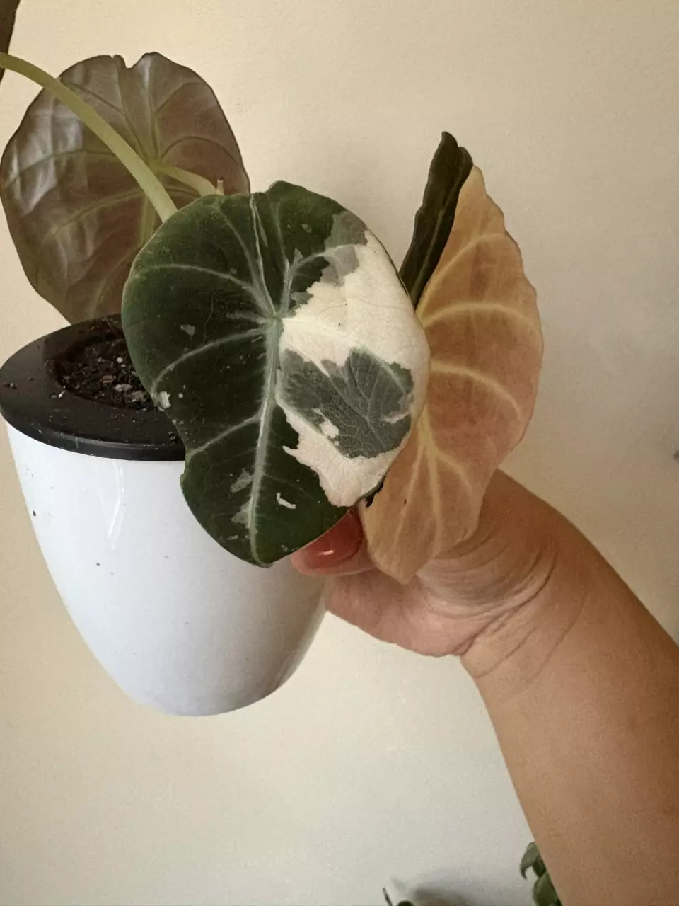 plant/Alocasia Pink Black Velvet Corm-3