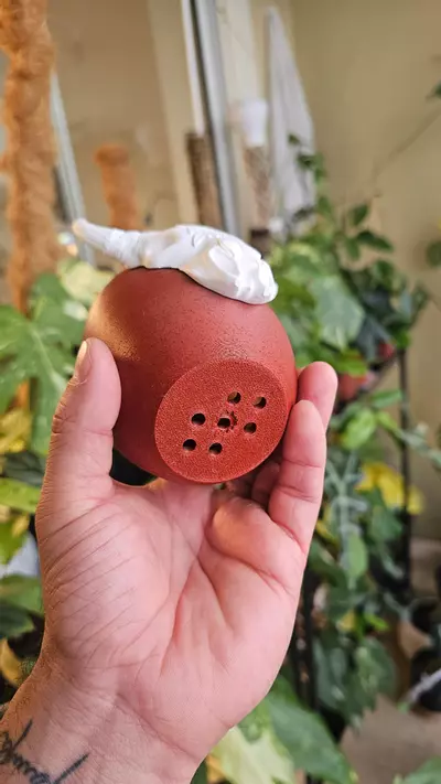 plant/CUSTOM Wild Frontier 2in Pot - BASIC/SPECIALTY-2-thumbnail