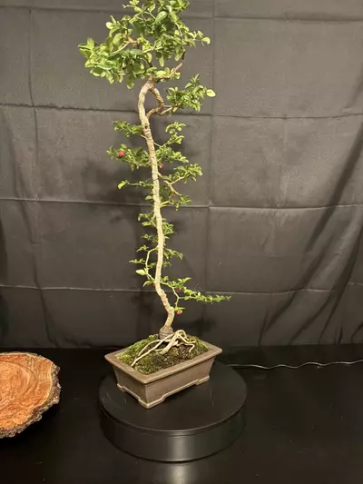 plant/Lime Berry Bonsai very elegant and fruit producing-6-thumbnail