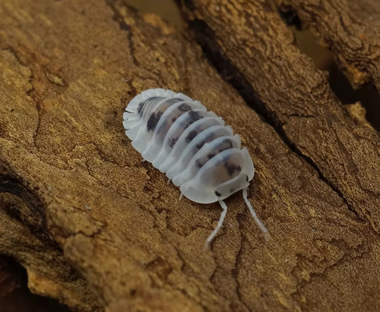 plant/Nesodillo archangeli ‘Shiro Utsuri’-0