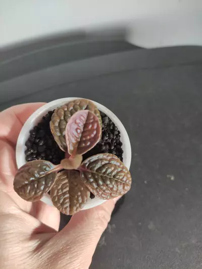 plant/Ardisia sp. aff. Obovatifolia-1-thumbnail