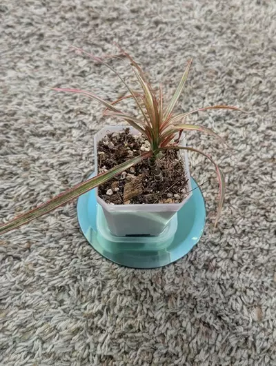 plant/Dracaena Marginata "Colorama" 3"-2-thumbnail