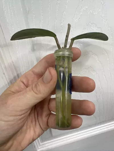 plant/Hoya Wilbur Graves China rooted cutting *Exact*-2-thumbnail