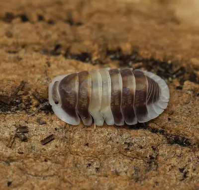 plant/Cubaris Cappuccino-0-thumbnail