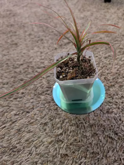 plant/Dracaena Marginata "Colorama" 3"-3-thumbnail