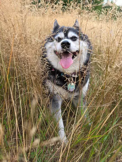 plant/UPS 2 day-0-thumbnail