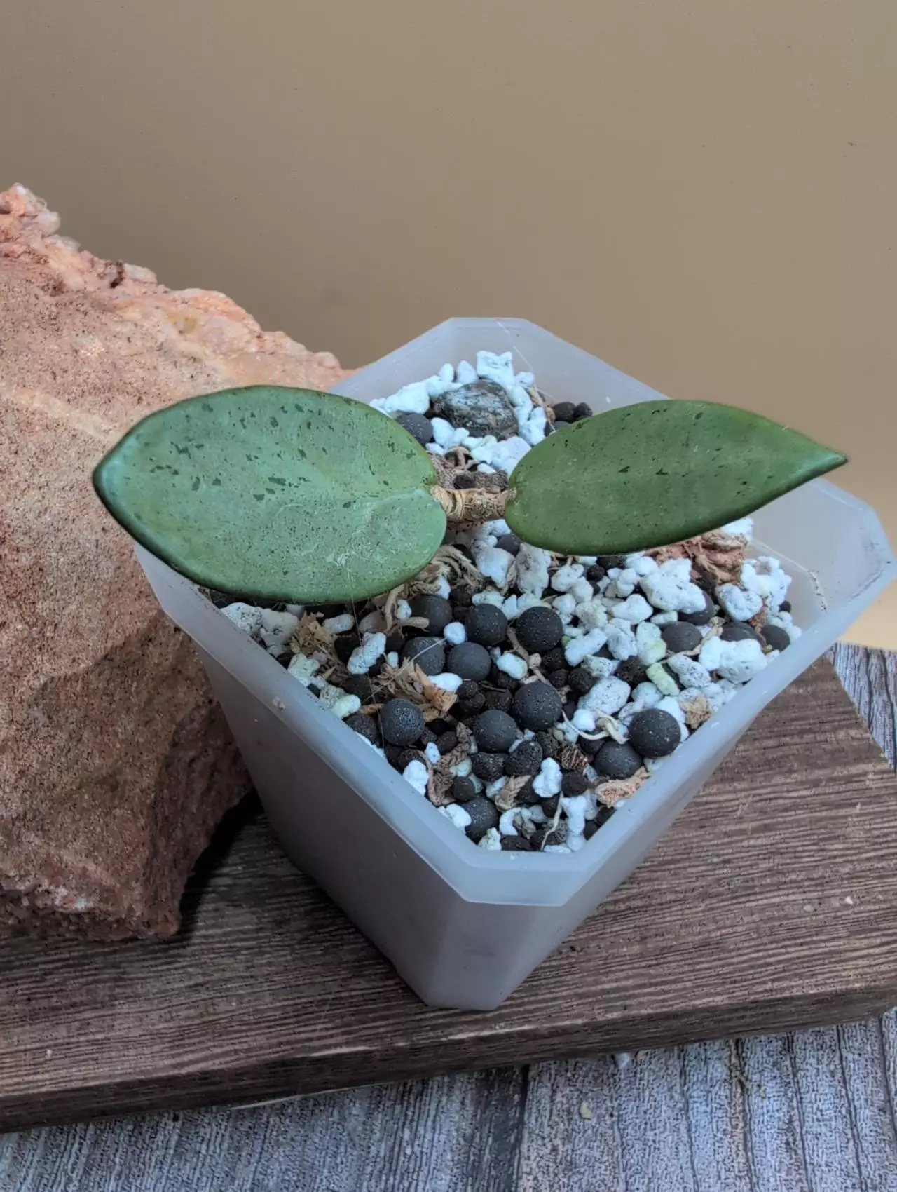 plant/Hoya sp. Lai Chau Silver (narrow)-0