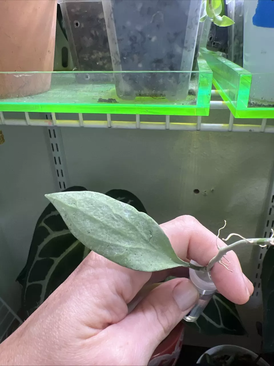 plant/Hoya New Guinea Ghost (NGG) rooted cutting exact-0