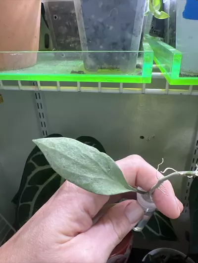 plant/Hoya New Guinea Ghost (NGG) rooted cutting exact-0-thumbnail