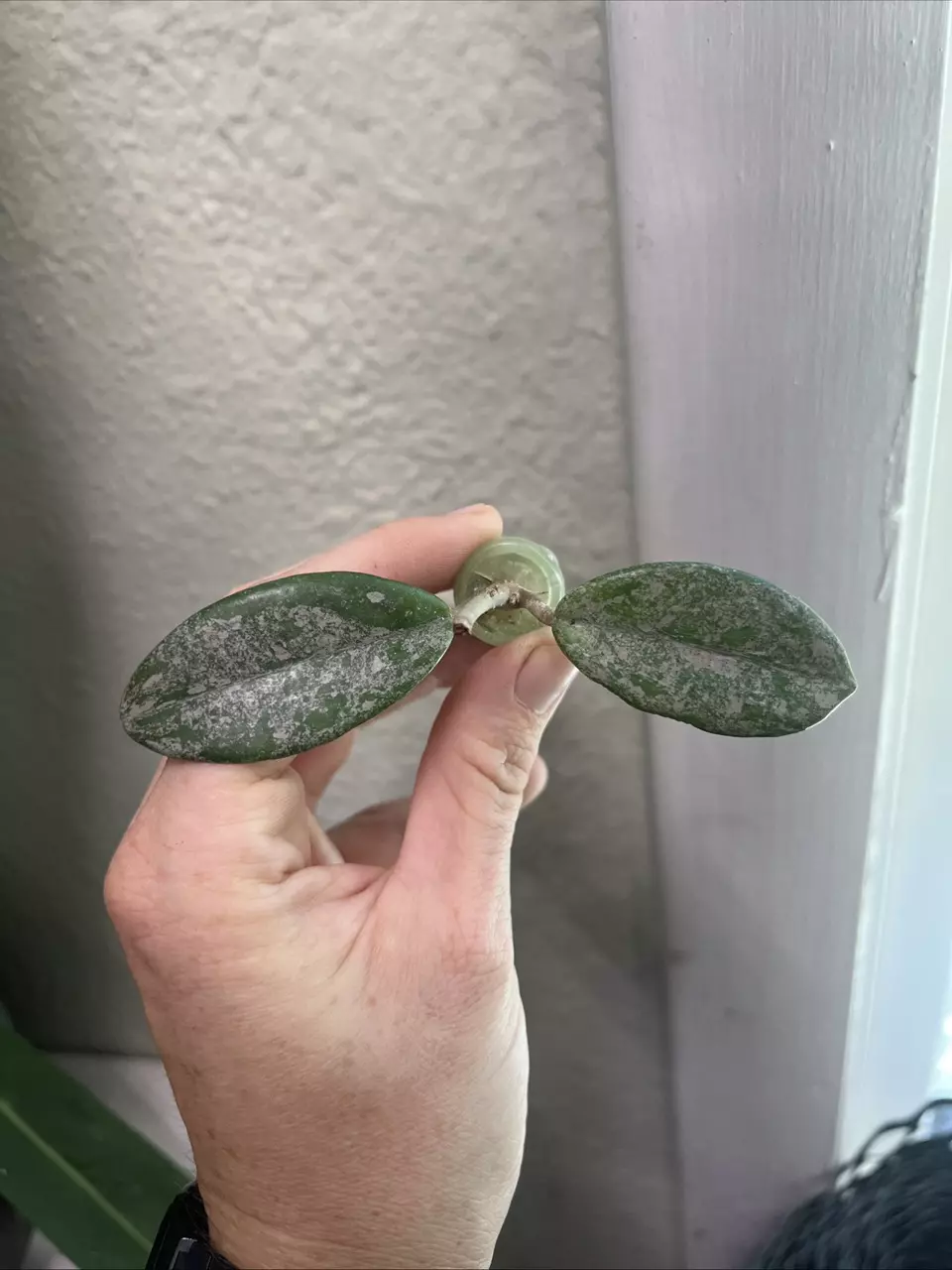 plant/Hoya Wilbur Graves China rooted cutting *Exact*-0