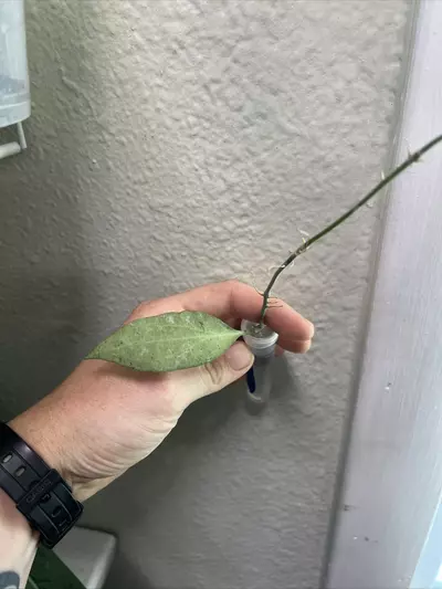 plant/Hoya New Guinea Ghost (NGG) rooted cutting exact-2-thumbnail