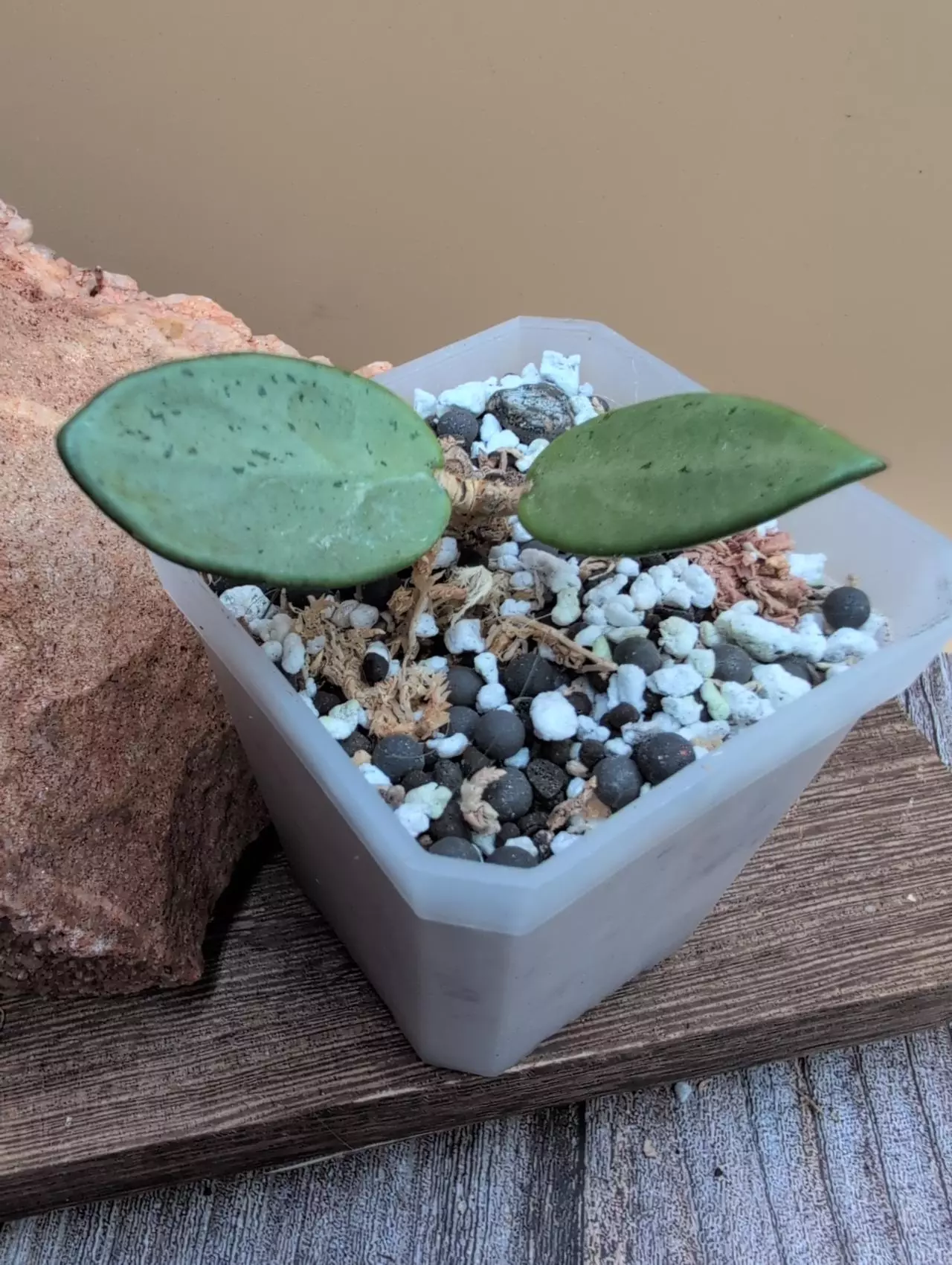 plant/Hoya sp. Lai Chau Silver (narrow)-3