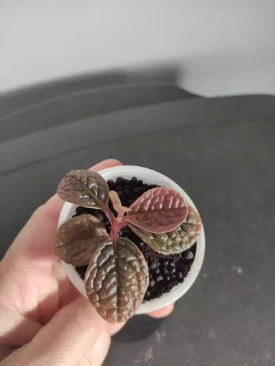 plant/Ardisia sp. aff. Obovatifolia-2-thumbnail