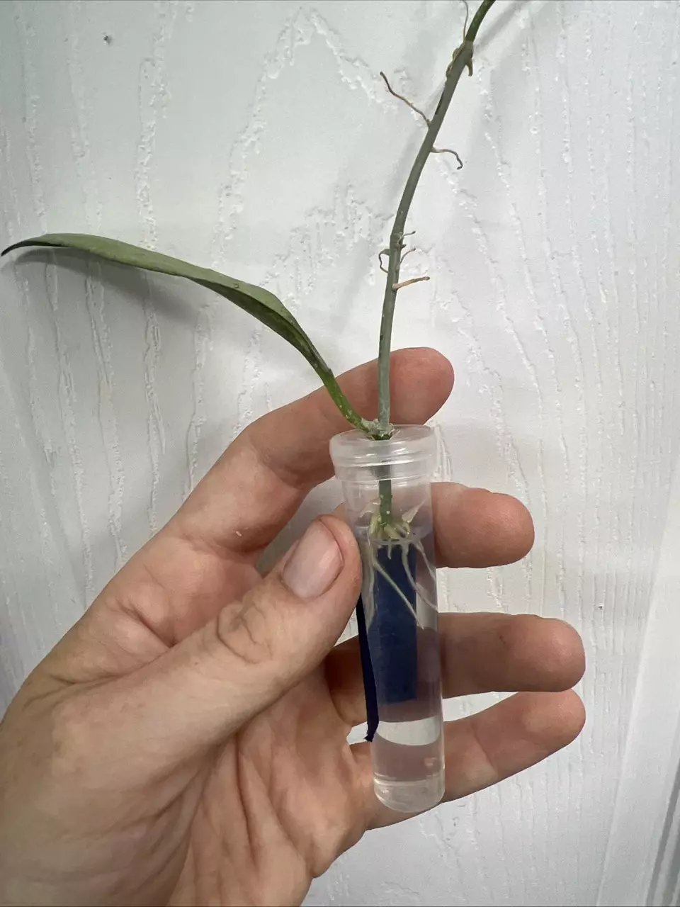 plant/Hoya New Guinea Ghost (NGG) rooted cutting exact-3