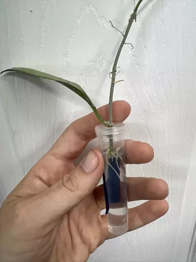 plant/Hoya New Guinea Ghost (NGG) rooted cutting exact-3-thumbnail