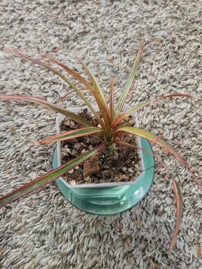 plant/Dracaena Marginata "Colorama" 3"-0-thumbnail