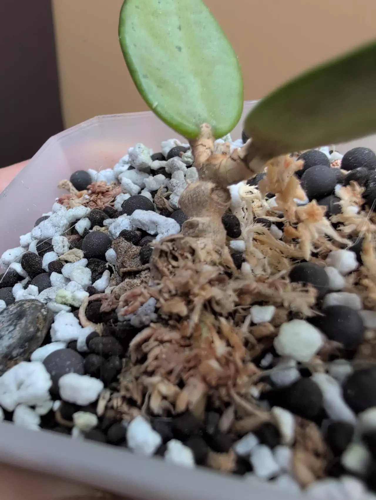 plant/Hoya sp. Lai Chau Silver (narrow)-1