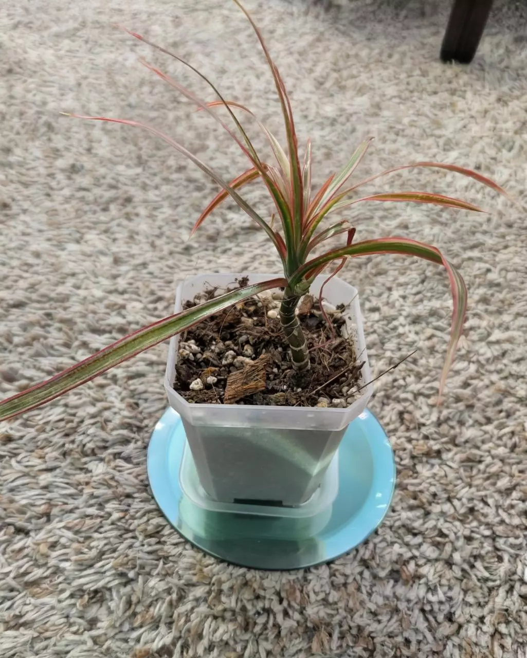plant/Dracaena Marginata "Colorama" 3"-1