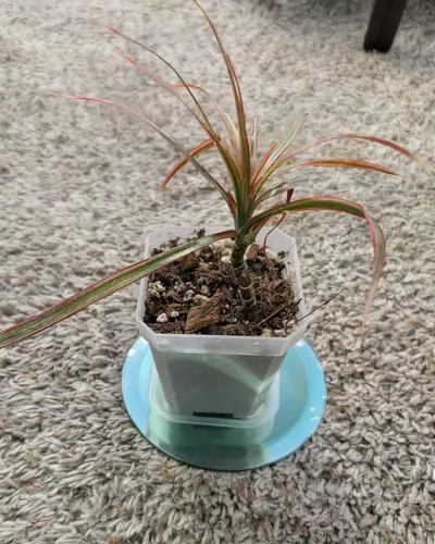 plant/Dracaena Marginata "Colorama" 3"-1-thumbnail