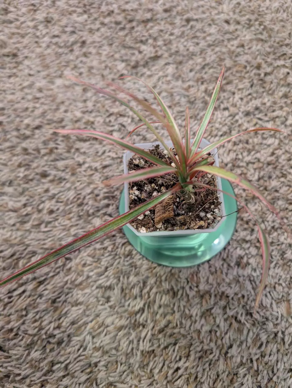 plant/Dracaena Marginata "Colorama" 3"-4
