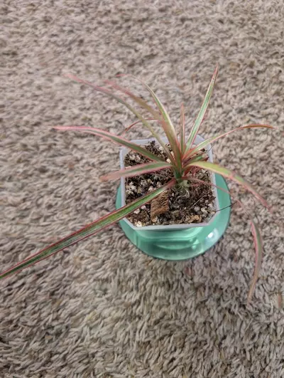 plant/Dracaena Marginata "Colorama" 3"-4-thumbnail