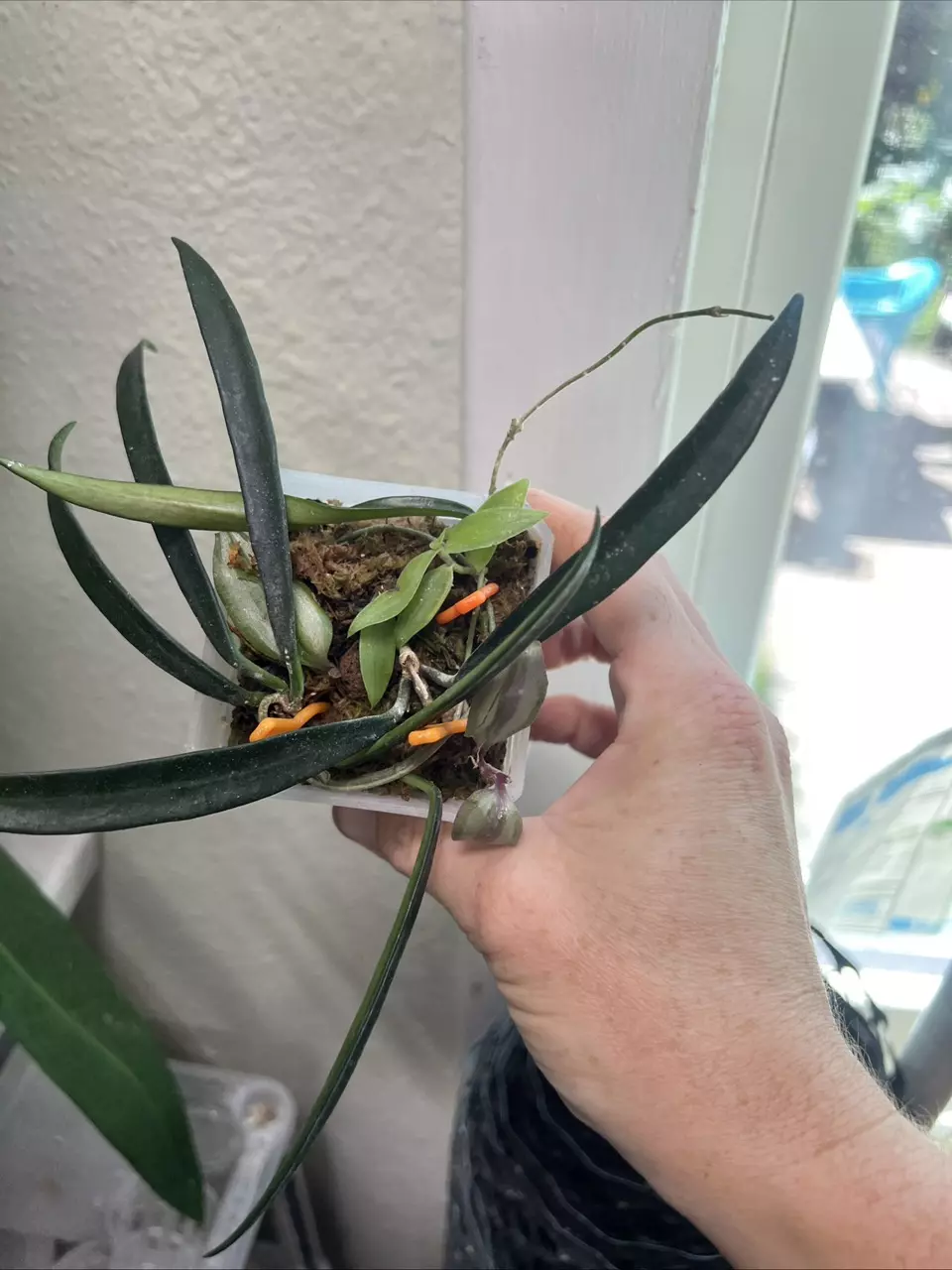 plant/Hoya Sheperdii green string bean rooted starter plant GC-3