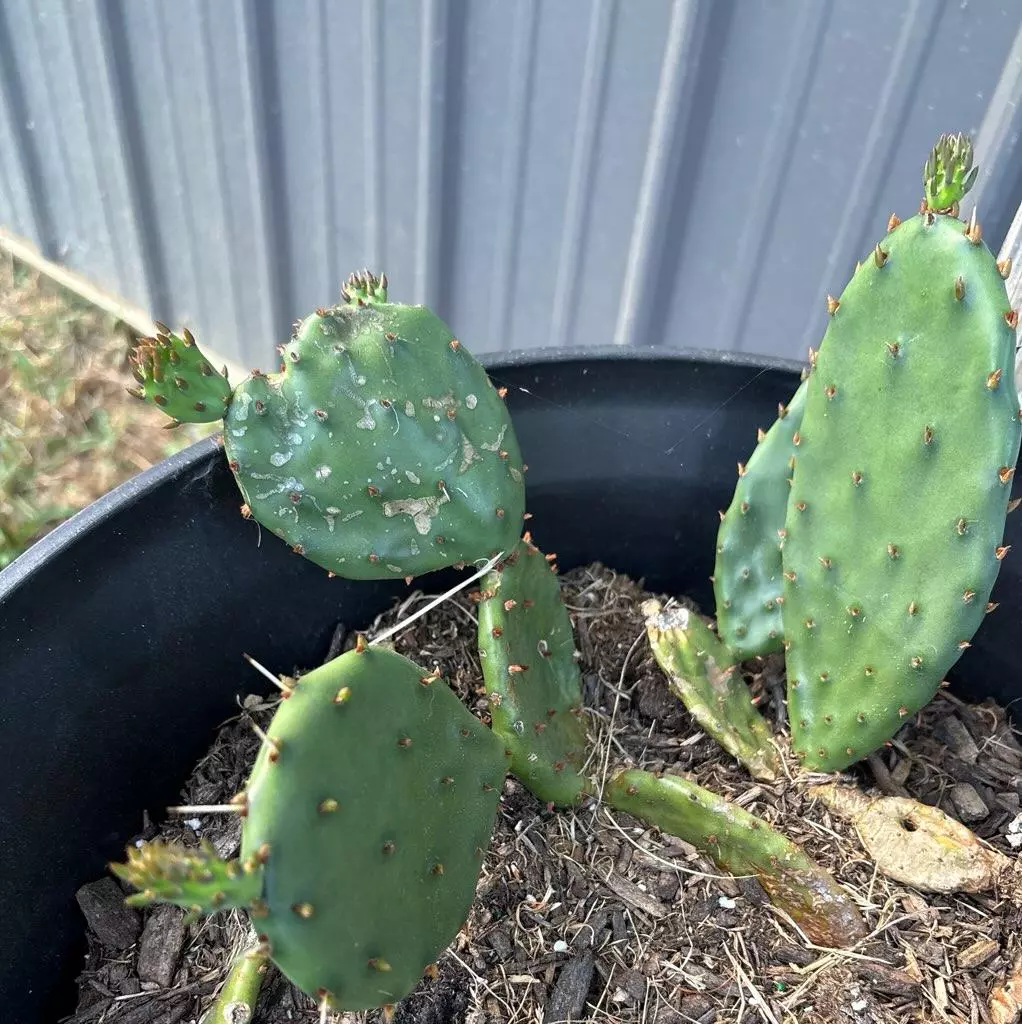 plant/138 prickly pear cactus starts-0