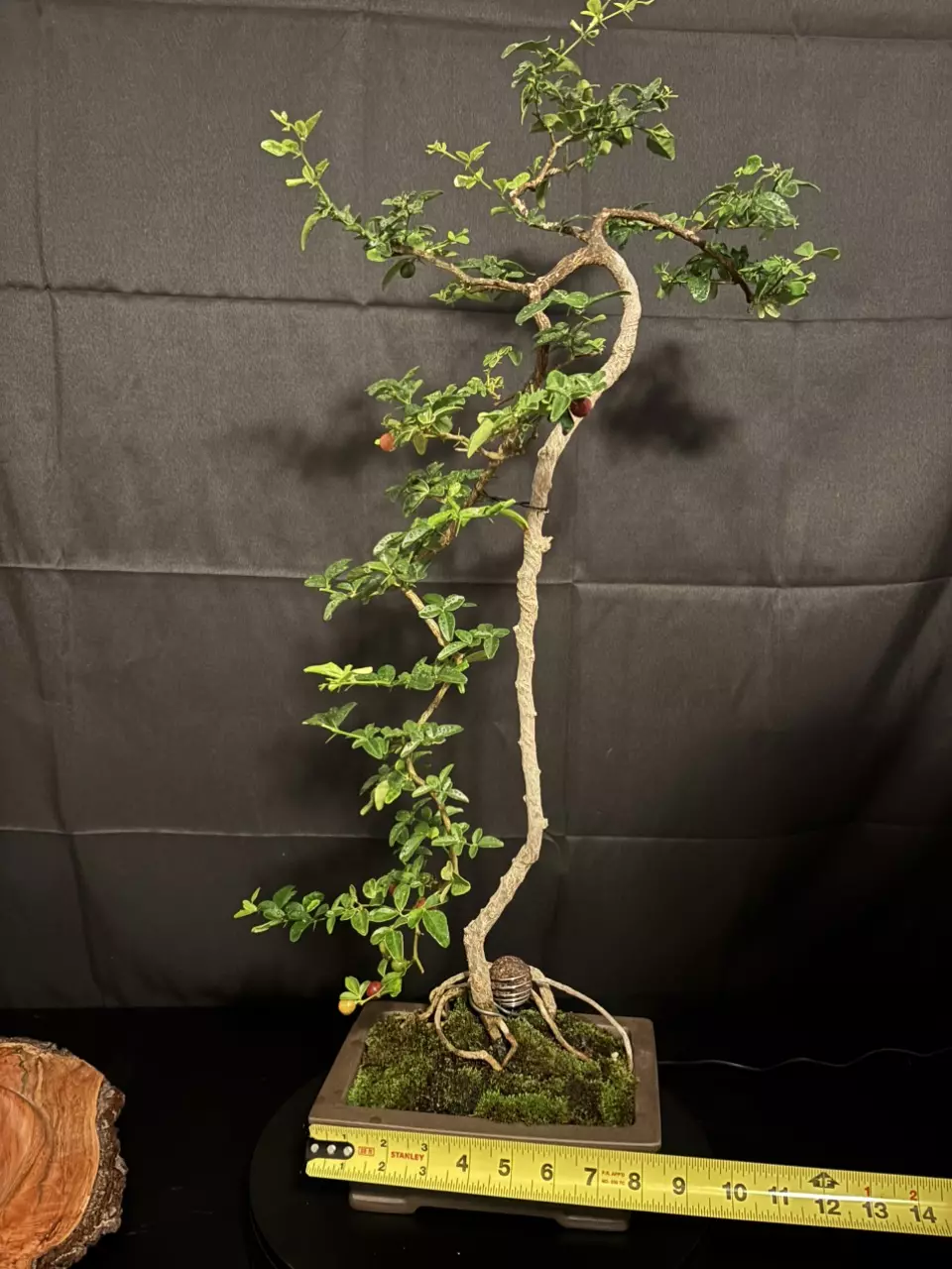 plant/Lime Berry Bonsai very elegant and fruit producing-8