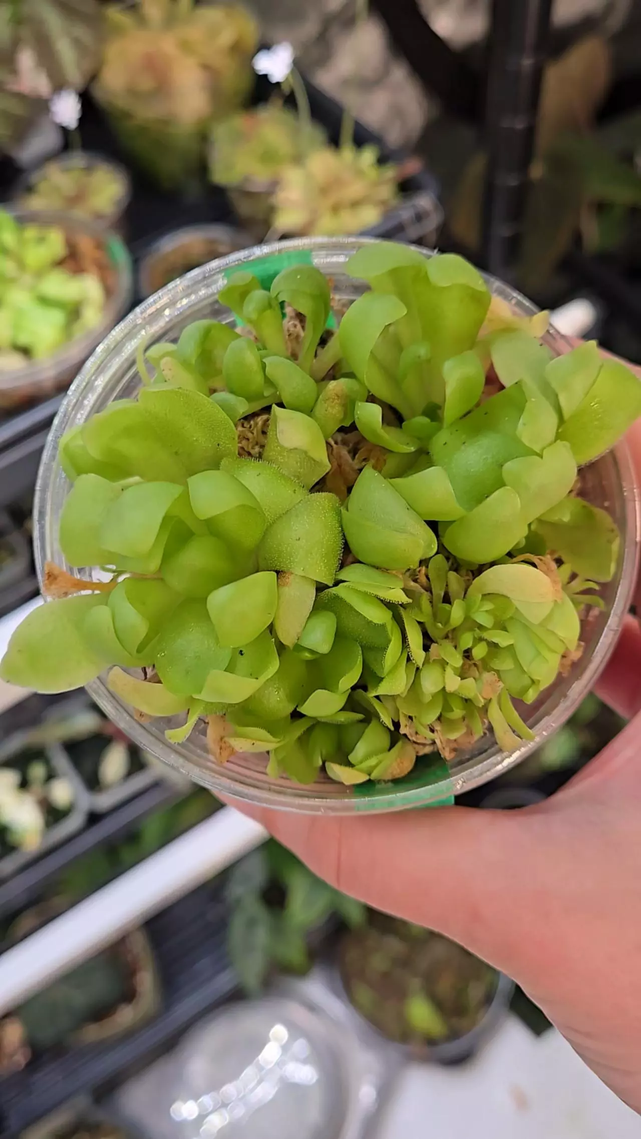 plant/Pinguicula Marciano 'Cabbage Ping'-1