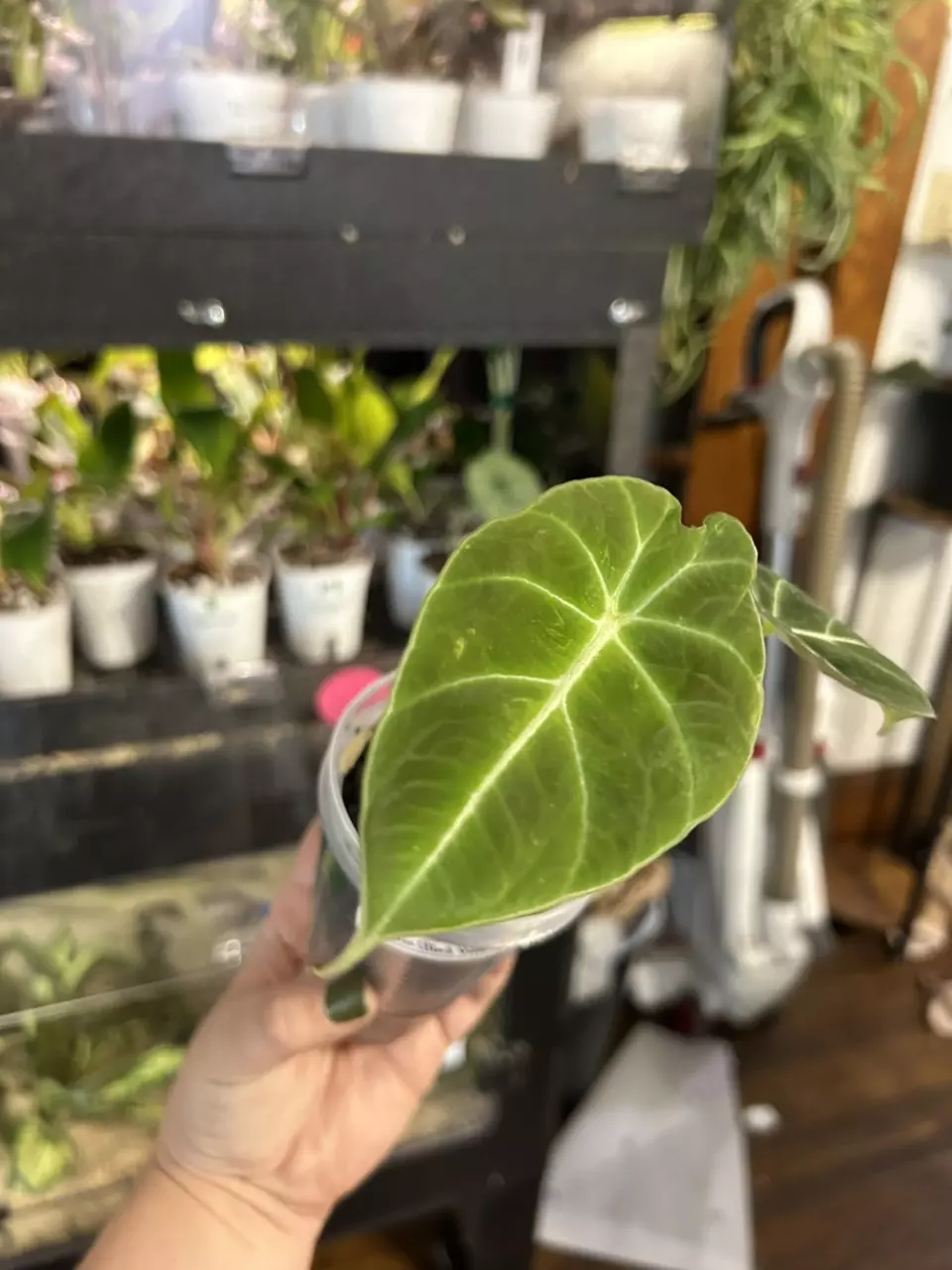 plant/Alocasia Black Velvet #23-1