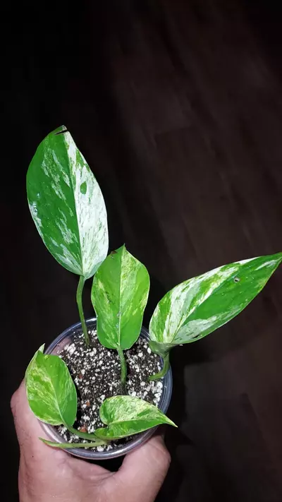 plant/Epipremnum aureum 'Marble Prince" Pothos-0-thumbnail