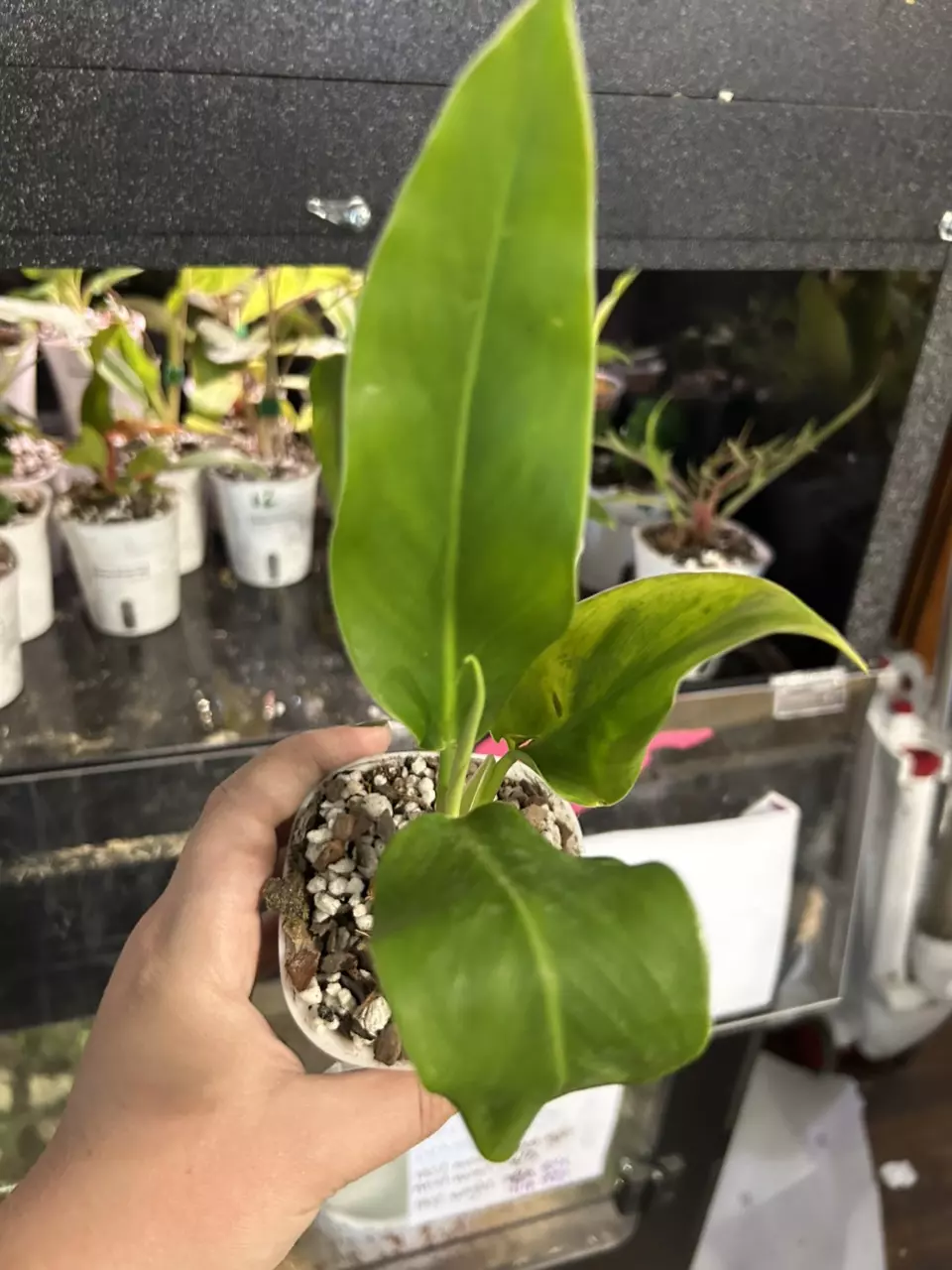 plant/Philodendron Imperial Green #15-1