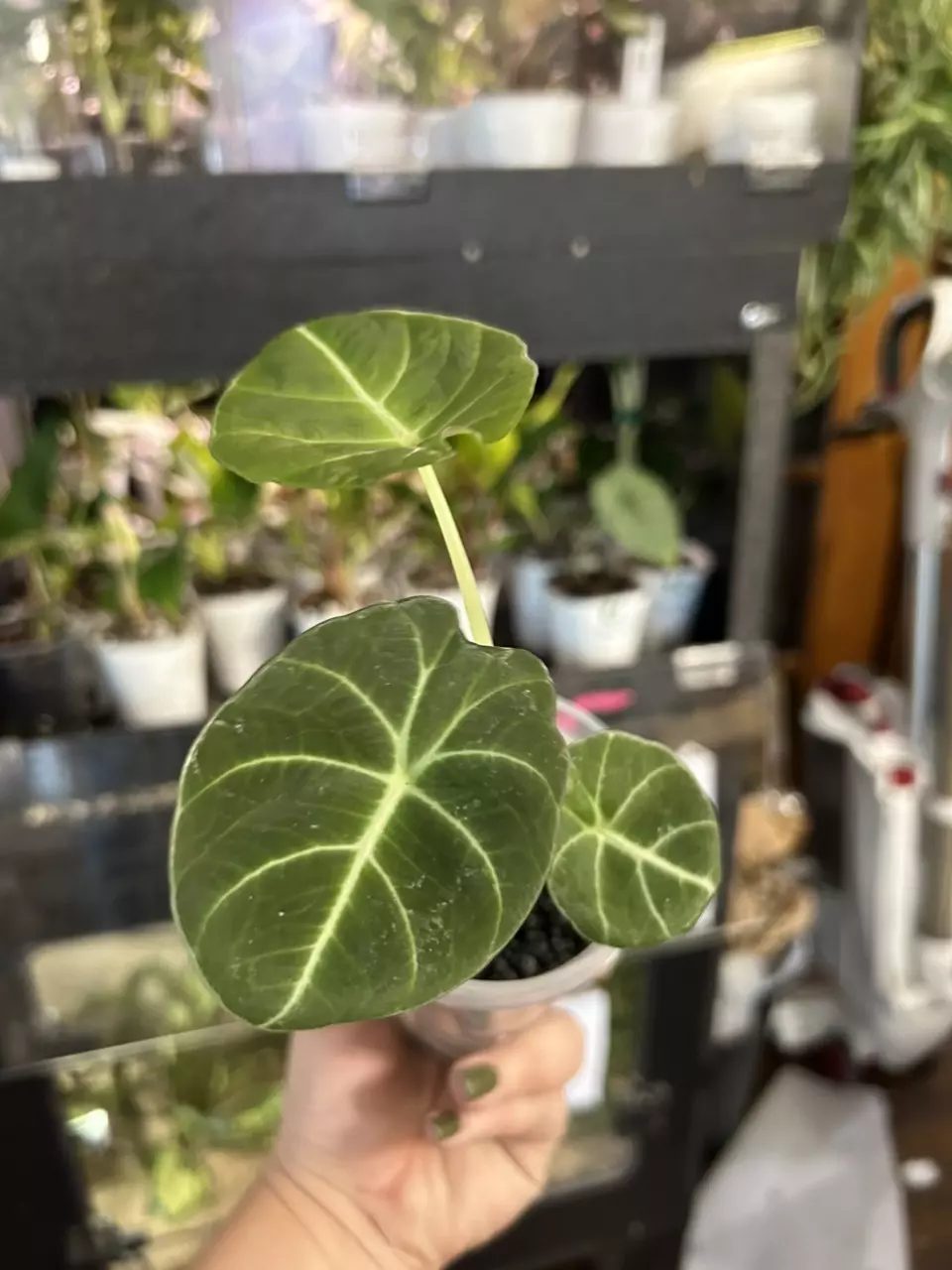 plant/Alocasia Black Velvet #23-0